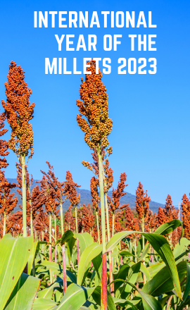 international year of the millets