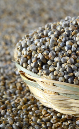 Millets-Just a buzz, or is it here to stay? – 9GRAMS